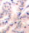 Eukaryotic Translation Initiation Factor 4B antibody, LS-C335934, Lifespan Biosciences, Immunohistochemistry paraffin image 
