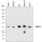 Aminoacyl TRNA Synthetase Complex Interacting Multifunctional Protein 1 antibody, MAB19101, Novus Biologicals, Western Blot image 