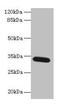Family With Sequence Similarity 92 Member A antibody, CSB-PA008396LA01HU, Cusabio, Western Blot image 