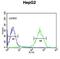 NADH:Ubiquinone Oxidoreductase Subunit A10 antibody, abx034503, Abbexa, Western Blot image 