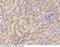 Interferon Alpha 2 antibody, 50525-T08, Sino Biological, Immunohistochemistry frozen image 