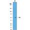 FAS antibody, AF326, R&D Systems, Western Blot image 