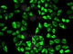 Peroxiredoxin 6 antibody, A2031, ABclonal Technology, Immunofluorescence image 