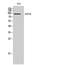 Ubiquitin Specific Peptidase 16 antibody, A05795-1, Boster Biological Technology, Western Blot image 