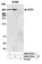 E3 ubiquitin-protein ligase UBR5 antibody, A300-573A, Bethyl Labs, Immunoprecipitation image 