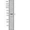 Potassium Voltage-Gated Channel Subfamily J Member 15 antibody, abx216386, Abbexa, Western Blot image 