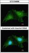 Ring Finger Protein 25 antibody, GTX104668, GeneTex, Immunofluorescence image 