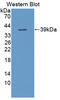 TNF Alpha Induced Protein 3 antibody, LS-C374679, Lifespan Biosciences, Western Blot image 