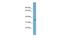 6A1 antibody, PA5-42462, Invitrogen Antibodies, Western Blot image 