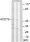 Acyl-CoA Thioesterase 2 antibody, GTX87970, GeneTex, Western Blot image 