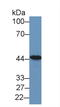 Substance-K receptor antibody, LS-C296565, Lifespan Biosciences, Western Blot image 