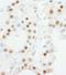 Zinc Finger Protein 318 antibody, A301-546A, Bethyl Labs, Immunohistochemistry paraffin image 