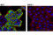 Anterior Gradient 2, Protein Disulphide Isomerase Family Member antibody, 13062S, Cell Signaling Technology, Immunocytochemistry image 