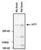 Huntingtin antibody, MA3-040, Invitrogen Antibodies, Western Blot image 