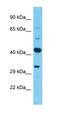 Serine Protease 38 antibody, orb327091, Biorbyt, Western Blot image 
