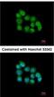 Muscleblind Like Splicing Regulator 3 antibody, NBP1-32575, Novus Biologicals, Immunofluorescence image 