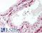 HDLBP antibody, LS-B11498, Lifespan Biosciences, Immunohistochemistry paraffin image 
