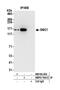 Structural Maintenance Of Chromosomes 1A antibody, NBP2-76412, Novus Biologicals, Immunoprecipitation image 