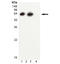 Mycobacterium tuberculosis groEL antibody, ADI-SPS-870-F, Enzo Life Sciences, Western Blot image 