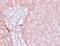 NADH:Ubiquinone Oxidoreductase Subunit B9 antibody, A08623-1, Boster Biological Technology, Immunohistochemistry frozen image 