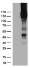 Platelet And Endothelial Cell Adhesion Molecule 1 antibody, TA504880BM, Origene, Western Blot image 