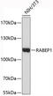 Rabaptin, RAB GTPase Binding Effector Protein 1 antibody, 19-328, ProSci, Western Blot image 