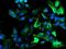 Ribophorin I antibody, NBP2-45633, Novus Biologicals, Immunofluorescence image 