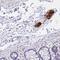 Autophagy Related 16 Like 2 antibody, NBP2-14326, Novus Biologicals, Immunohistochemistry paraffin image 