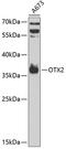 Orthodenticle Homeobox 2 antibody, 15-334, ProSci, Western Blot image 