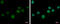 Zinc Finger Protein 501 antibody, GTX116521, GeneTex, Immunofluorescence image 