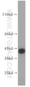Mas-related G-protein coupled receptor MRG antibody, 20080-1-AP, Proteintech Group, Western Blot image 