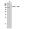 G Protein-Coupled Receptor Kinase 2 antibody, LS-C381057, Lifespan Biosciences, Western Blot image 