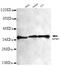 Nucleophosmin 1 antibody, MBS475020, MyBioSource, Western Blot image 