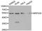 Mitochondrial Ribosomal Protein S30 antibody, A10227-1, Boster Biological Technology, Western Blot image 