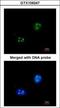 Small Nuclear Ribonucleoprotein 13 antibody, GTX109247, GeneTex, Immunocytochemistry image 