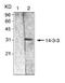 Tyrosine 3-Monooxygenase/Tryptophan 5-Monooxygenase Activation Protein Beta antibody, NBP1-97547, Novus Biologicals, Western Blot image 