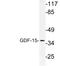 Growth Differentiation Factor 15 antibody, LS-C177847, Lifespan Biosciences, Western Blot image 