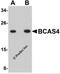 Breast Carcinoma Amplified Sequence 4 antibody, 5631, ProSci, Western Blot image 