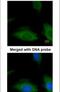 C-Terminal Src Kinase antibody, PA5-28691, Invitrogen Antibodies, Immunofluorescence image 