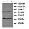 TNF Receptor Superfamily Member 4 antibody, orb107640, Biorbyt, Western Blot image 