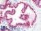 Golgi Membrane Protein 1 antibody, LS-B9814, Lifespan Biosciences, Immunohistochemistry frozen image 