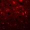 Transmembrane Protein 59 Like antibody, NBP2-81937, Novus Biologicals, Immunofluorescence image 