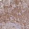 Jumonji Domain Containing 4 antibody, HPA052861, Atlas Antibodies, Immunohistochemistry paraffin image 