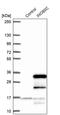 INO80 Complex Subunit C antibody, PA5-61869, Invitrogen Antibodies, Western Blot image 