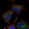 Acireductone Dioxygenase 1 antibody, NBP1-89037, Novus Biologicals, Immunofluorescence image 