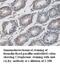 Galactosidase Beta 1 antibody, MBS416463, MyBioSource, Immunohistochemistry frozen image 