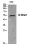 Cholinergic Receptor Nicotinic Alpha 1 Subunit antibody, STJ97250, St John