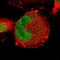 Zinc Finger Protein 367 antibody, HPA015319, Atlas Antibodies, Immunofluorescence image 