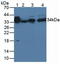 Alpha-2-Glycoprotein 1, Zinc-Binding antibody, LS-C663755, Lifespan Biosciences, Western Blot image 