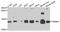 Mitochondrial import inner membrane translocase subunit Tim8 A antibody, A9811, ABclonal Technology, Western Blot image 